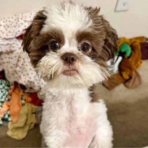 listing for the guy who asked about the empyres